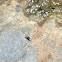 Unknown Fly