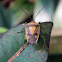giant shield bug
