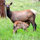 Elk