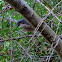 Blue Jay