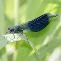 Banded Demoiselle