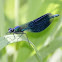 Banded Demoiselle
