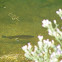 Rainbow trout