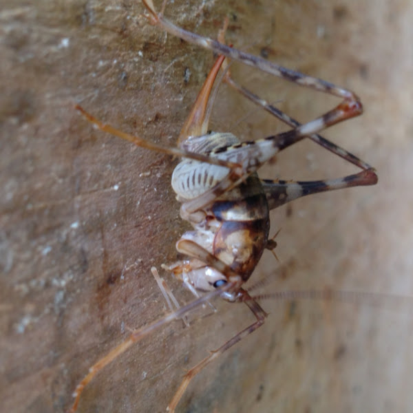 spotted camel cricket | Project Noah