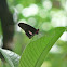 Parides buttlerfly