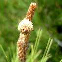 piñas