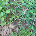 Northern Leopard Frog