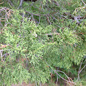 Eastern Red Cedar