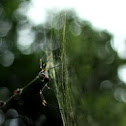 Golden orb weavers