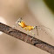 Spiny Assassin Nymph