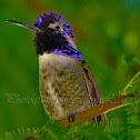 Costa's Hummingbird