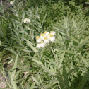 Pearly Everlasting