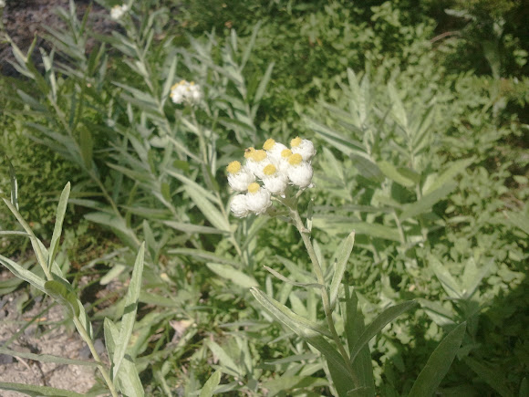 Spotting Image 1