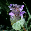 Purple Deadnettle