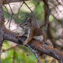 American Red Squirrel