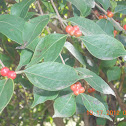red berries