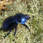 Dung beetle