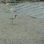 American Avocet