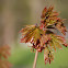 Maple