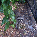 Raccoon
