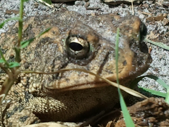 Spotting Image 1