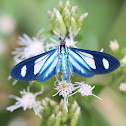 Ctenuchid Moth