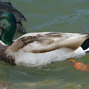 Mallard Duck