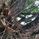 bird nest