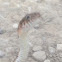 Blotched water snake