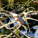 Belted Kingfisher