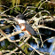 Belted Kingfisher