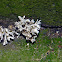 Coral Fungi