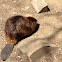 beaver