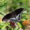 Spicebush Swallowtail