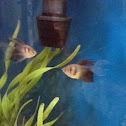 Black tetra
