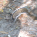 Eastern Gray Squirrel