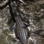 American alligator