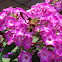Hummingbird Clearwing Moth