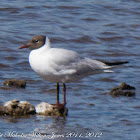 Black-headed Gull; Gaviota Reidora
