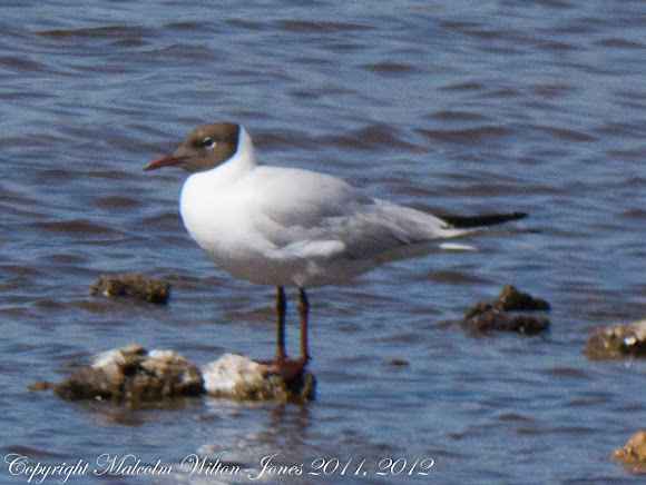Spotting Image 1