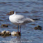 Black-headed Gull; Gaviota Reidora