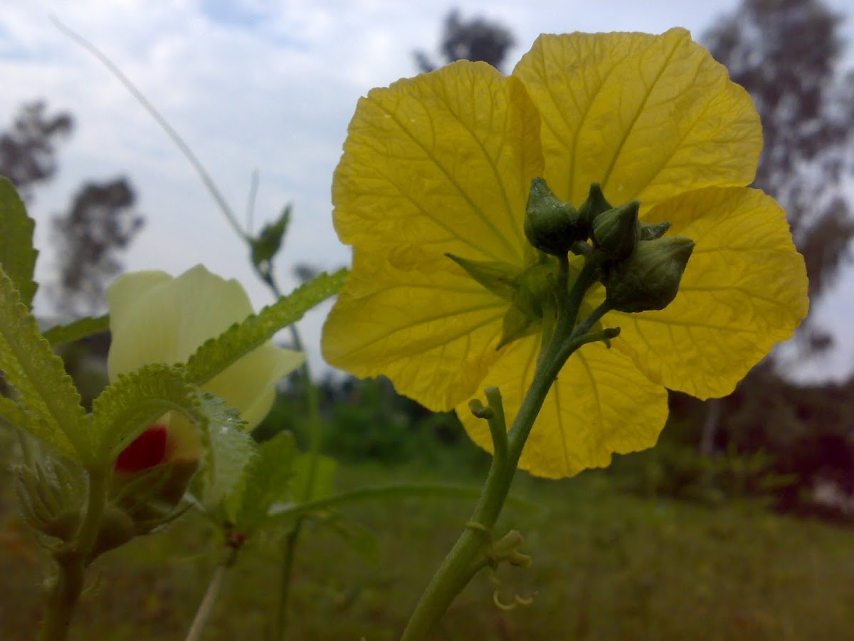 Flower of Smooth Luffa (चिकनी तोरई का फूल)