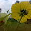 Flower of Smooth Luffa (चिकनी तोरई का फूल)