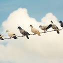 Feral Pigeon