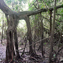 Ficus