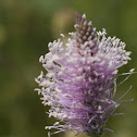 Hoary Plantain, Mittlerer Wegerich