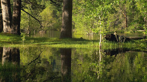 Still Pond for Google TV free