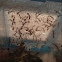 Praying Mantis Hatchlings