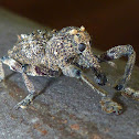 Elephant Weevil