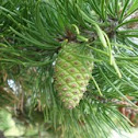 Eastern White Pine cones